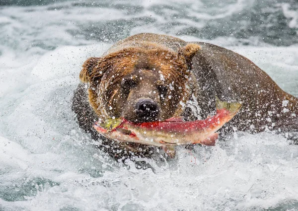 Urso pardo comendo salmão — Fotografia de Stock