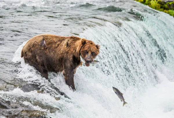 Braunbär fängt Lachs — Stockfoto