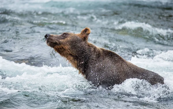 Urso marrom sacode a água — Fotografia de Stock