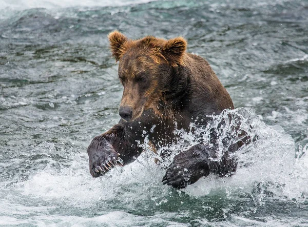 Oso corriendo en el agua —  Fotos de Stock