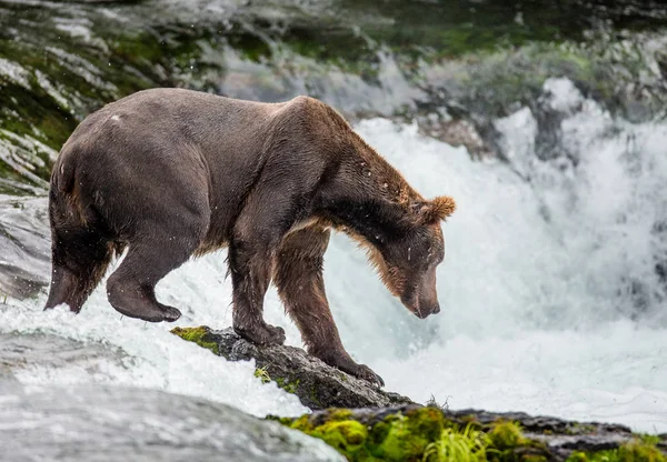 Oso pardo pescando salmón —  Fotos de Stock