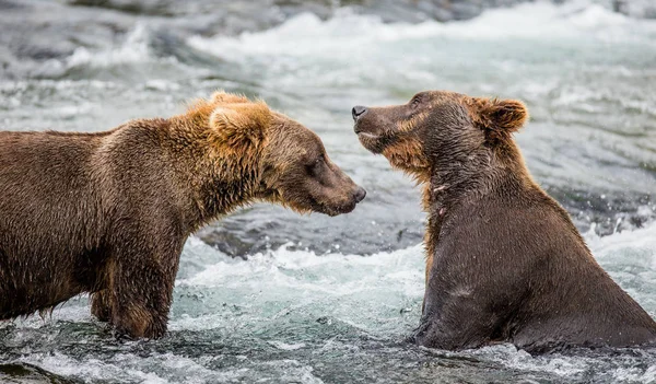 Два бурых медведя сражаются — стоковое фото