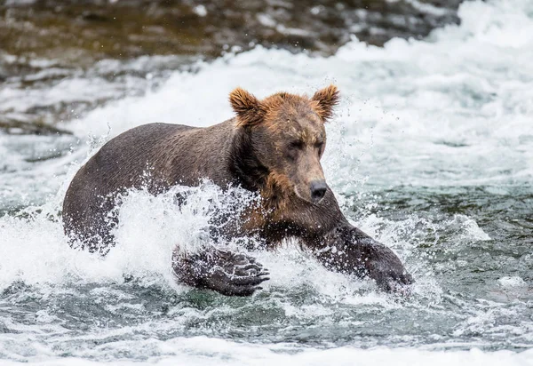 Oso corriendo en el agua — Foto de Stock