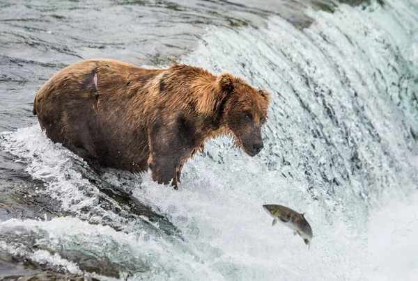 Hnědý medvěd, lov lososů — Stock fotografie