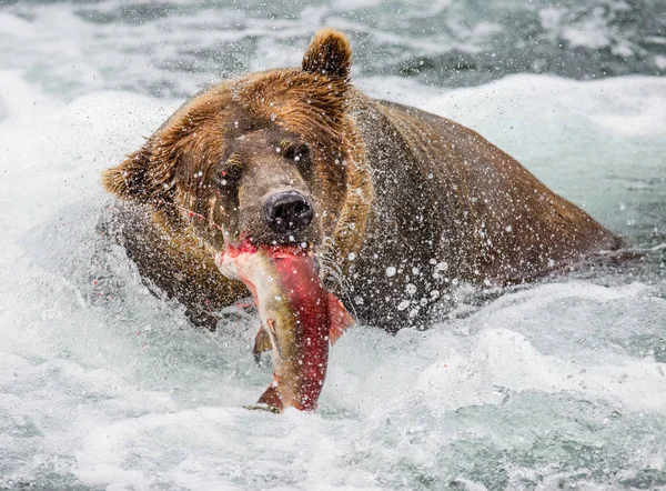 Braunbär frisst Lachs — Stockfoto