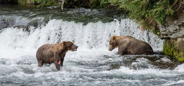 Dois ursos pardos pesca — Fotografia de Stock