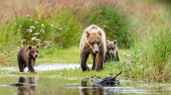 Мать бурый медведь с детёнышами — стоковое фото