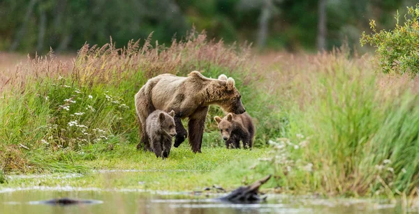 Mor brunbjörn med ungar — Stockfoto