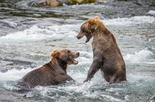 Dva hnědí medvědi boj — Stock fotografie