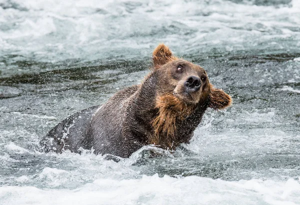 Boz ayı su sallıyor — Stok fotoğraf