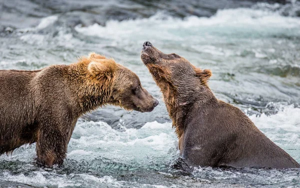 两个棕色的熊战斗 — 图库照片
