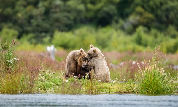 カブ再生とクマ母ブラウン — ストック写真