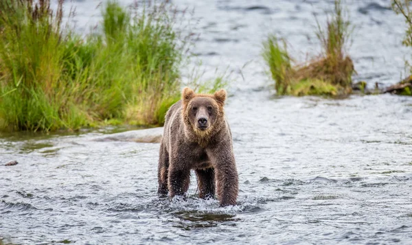 Ours brun dans la rivière — Photo