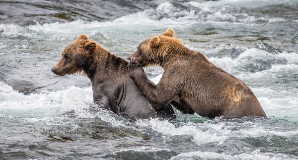 Two brown bears fighting — Stock Photo, Image