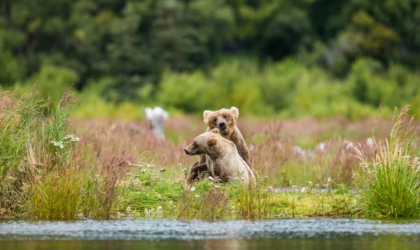 Мать бурый медведь с детёнышем играть — стоковое фото
