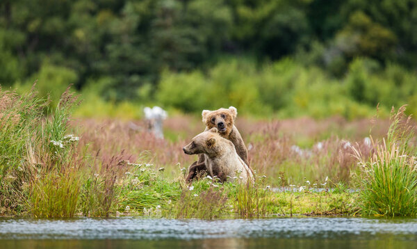 Mother brown bear with cub playing