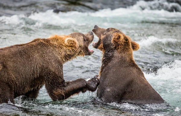 Dos osos pardos peleando —  Fotos de Stock