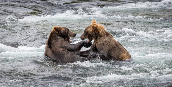 两个棕色的熊战斗 — 图库照片