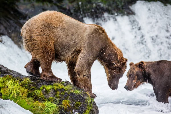 Two brown bears fishing — Stock Photo, Image