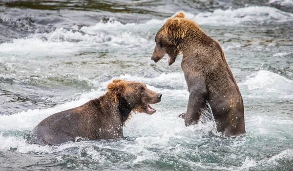 Two brown bears fighting — Stock Photo, Image