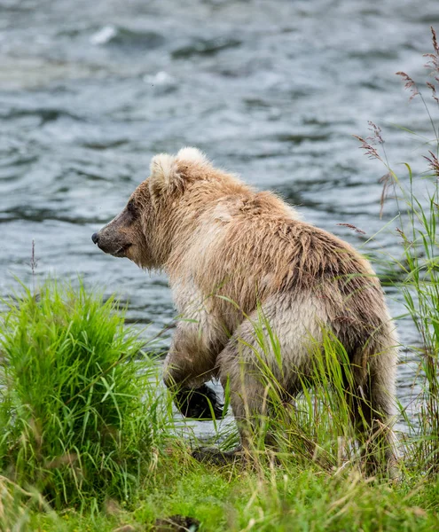 Urso andando ao longo do rio — Fotografia de Stock