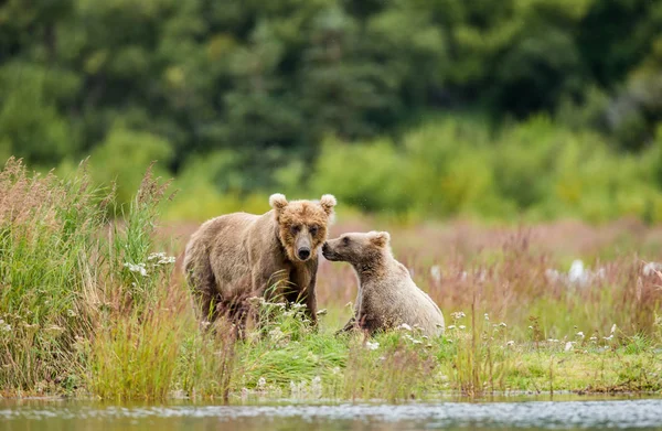 カブ再生とクマ母ブラウン — ストック写真