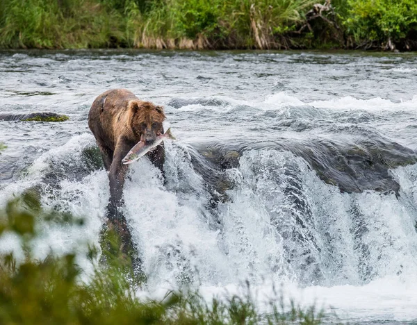 Urso pardo captura salmão — Fotografia de Stock