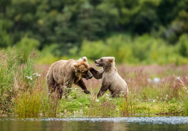 Mãe urso marrom com filhote jogando — Fotografia de Stock