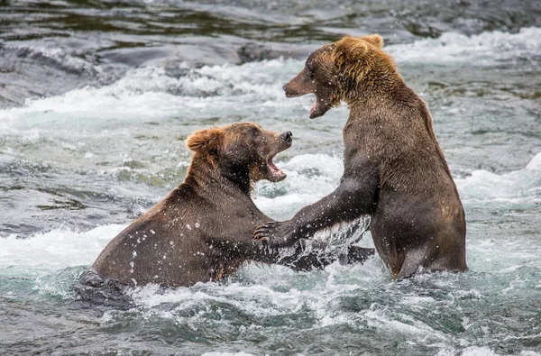 Dos osos pardos peleando —  Fotos de Stock