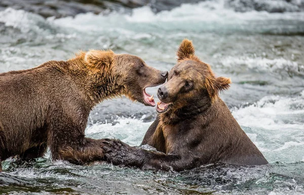 2 ヒグマの戦い — ストック写真