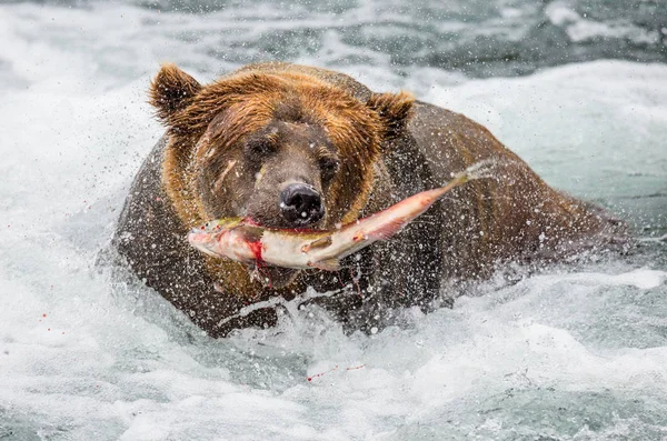 Καφέ αρκούδα που τρέφεται με σολομό — Φωτογραφία Αρχείου