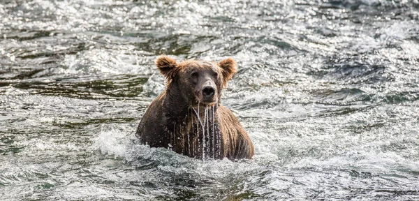 Urso castanho no rio — Fotografia de Stock