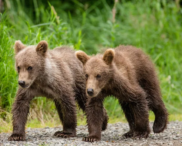 ヒグマのカブスは道に沿って行く — ストック写真