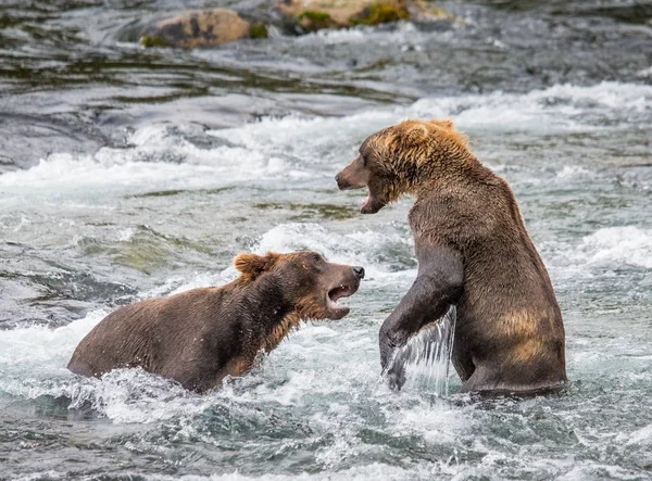 Dois ursos castanhos lutando — Fotografia de Stock