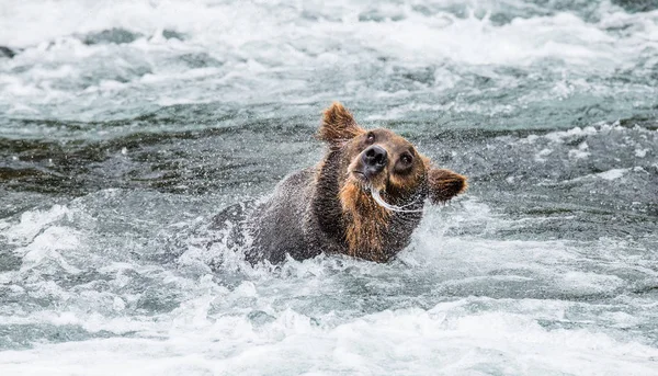 Brown bear shakes off water
