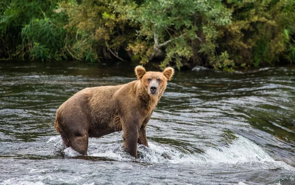 Бурий ведмідь у річці — стокове фото