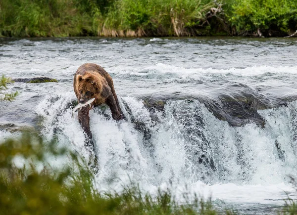 Orso bruno cattura salmone — Foto Stock