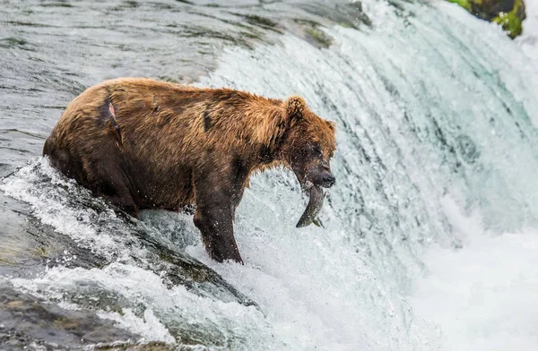 Brown bear catching salmon — Stock Photo, Image