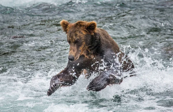 Urso correndo na água — Fotografia de Stock