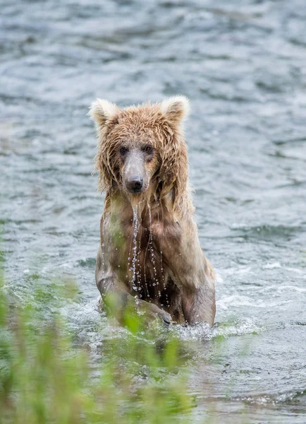 Arka paws ayı ayakta — Stok fotoğraf