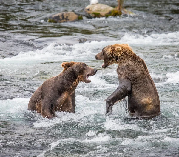 Δύο καφέ αρκούδες, καταπολέμηση — Φωτογραφία Αρχείου