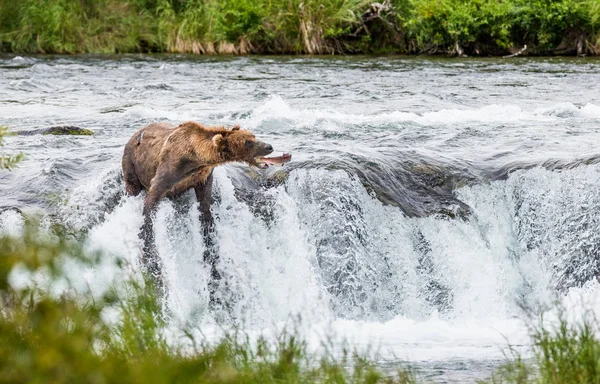 Urso pardo captura salmão — Fotografia de Stock