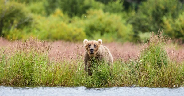 Ours marchant le long de la rivière — Photo