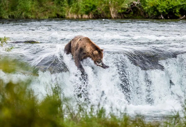 Urso pardo captura salmão — Fotografia de Stock