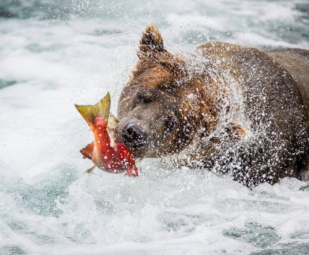 Brown bear eating salmon