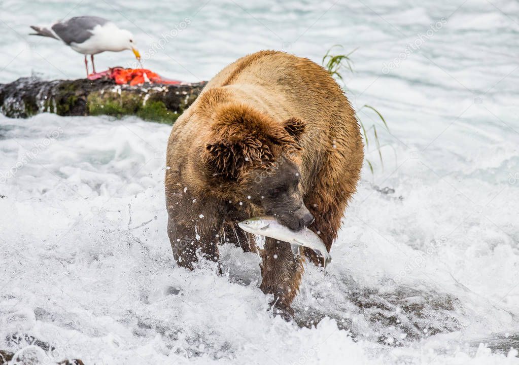 Brown bear eating salmon