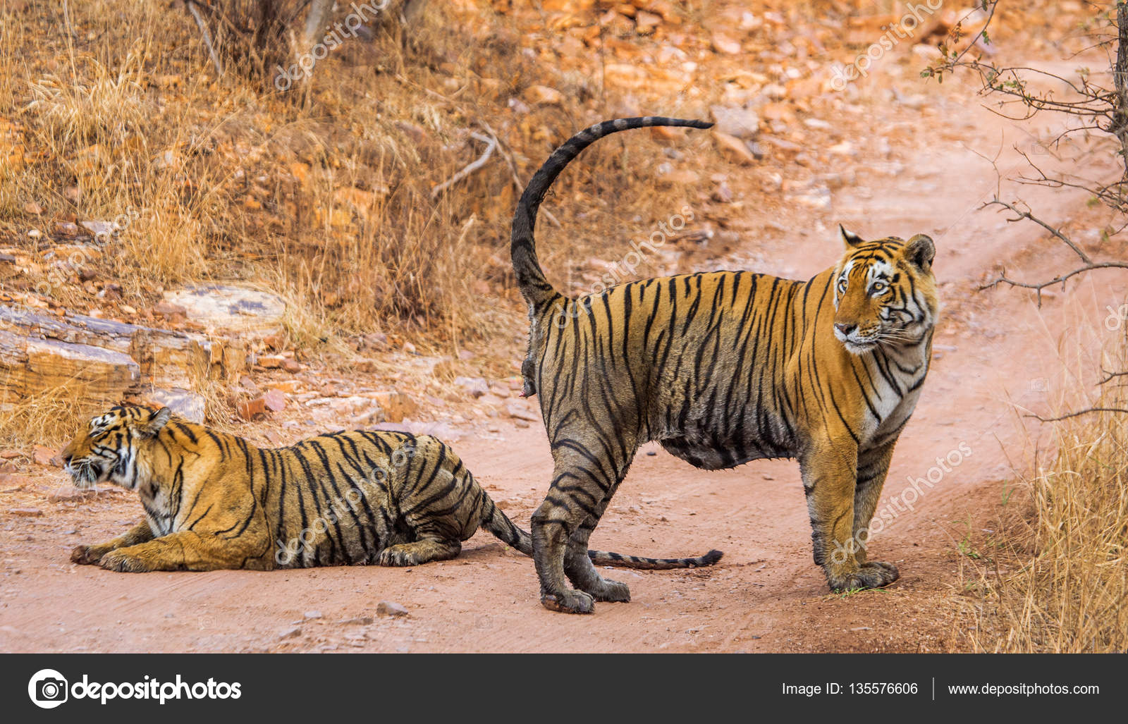 Male And Female Bengal Tigers On Road Stock Photo C Gudkovandrey