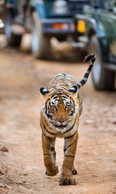 Portrait of Bengal tiger clipart