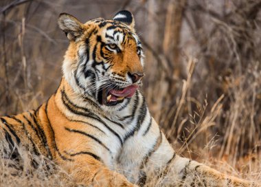 Bengal Kaplanının Portresi