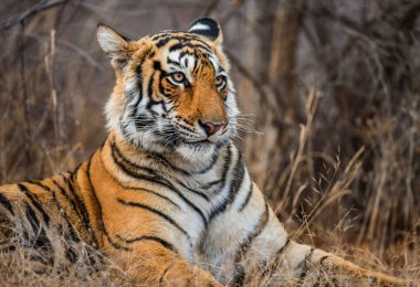 Bengal Kaplanının Portresi